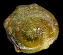 [close-up of achenes]