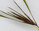 [photo of turions and stipules]
