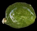[photo of fruit]