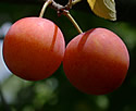 [photo of fruit]