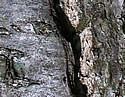 [photo of bark]