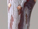 [photo of twig]
