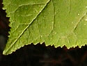 [photo of leaves]
