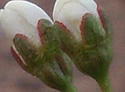 [photo of sepals]