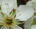 [photo of flowers]
