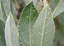 [photo of leaves, var. besseyi]