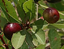 [photo of fruit]