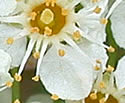 [photo of flowers]