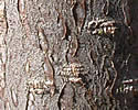 [photo of bark]