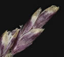 [photo of branch and spikelet]