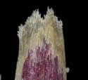 [photo of florets and grain]