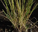 [photo of leaf clump]