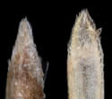 [photo of florets and grain]