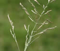[photo of panicle]