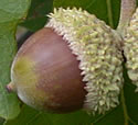 [photo of fruit]