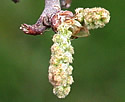 [photo of flowers]