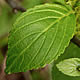 [photo of Dwarf Alder]