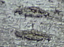[photo of bark]