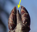 [photo of twigs and buds]