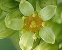 [photo of flowers]