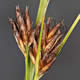 [photo of Brown Beadsedge]