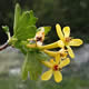 [photo of Golden Currant]