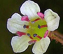 [photo of flowers]