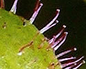 [photo of fruit]