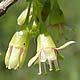 [photo of Swamp Gooseberry]