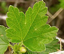 [photo of leaves]