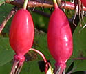 [photo of fruit]