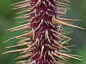 [photo of stem]