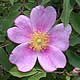 [photo of Prairie Rose]