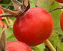 [photo of fruit]