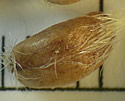 [photo of seed]