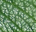 [photo of leaves]