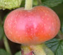 [photo of developing fruit]
