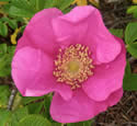 [photo of flower]