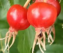[photo of fruit]