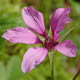 [photo of Arctic Raspberry]
