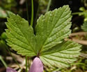 [photo of leaves]