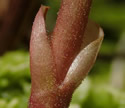 [photo of stipules and stem]