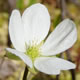 [photo of Cloudberry]
