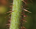 [photo of stem bristles]