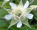 [photo of flowers]