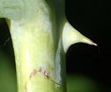 [photo of stem and stalk prickles]