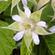 [photo of Black Raspberry]