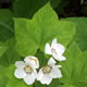 [photo of Thimbleberry]