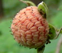 [photo of fruit]