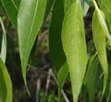 [photo of leaves]
